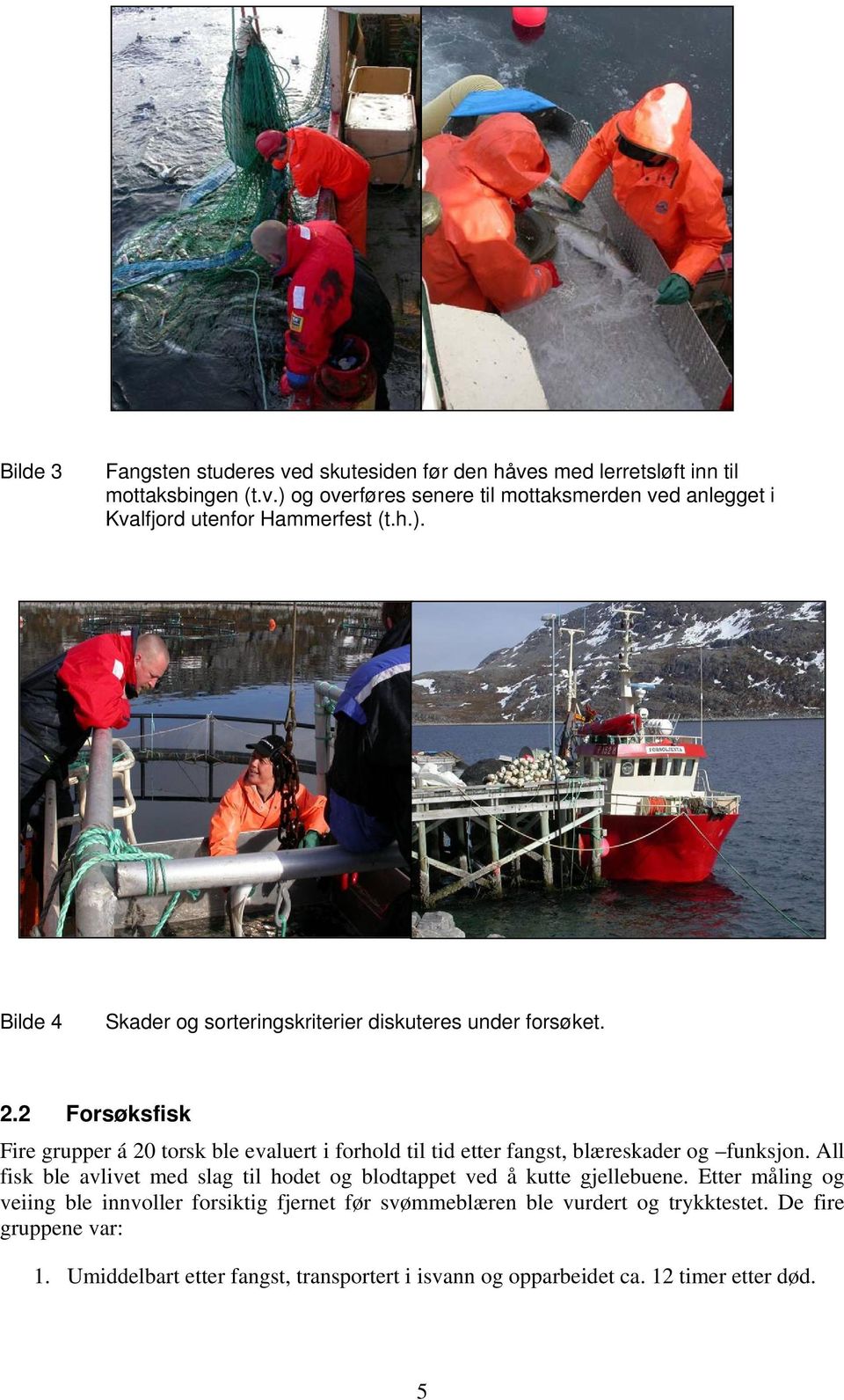 2 Forsøksfisk Fire grupper á 20 torsk ble evaluert i forhold til tid etter fangst, blæreskader og funksjon.