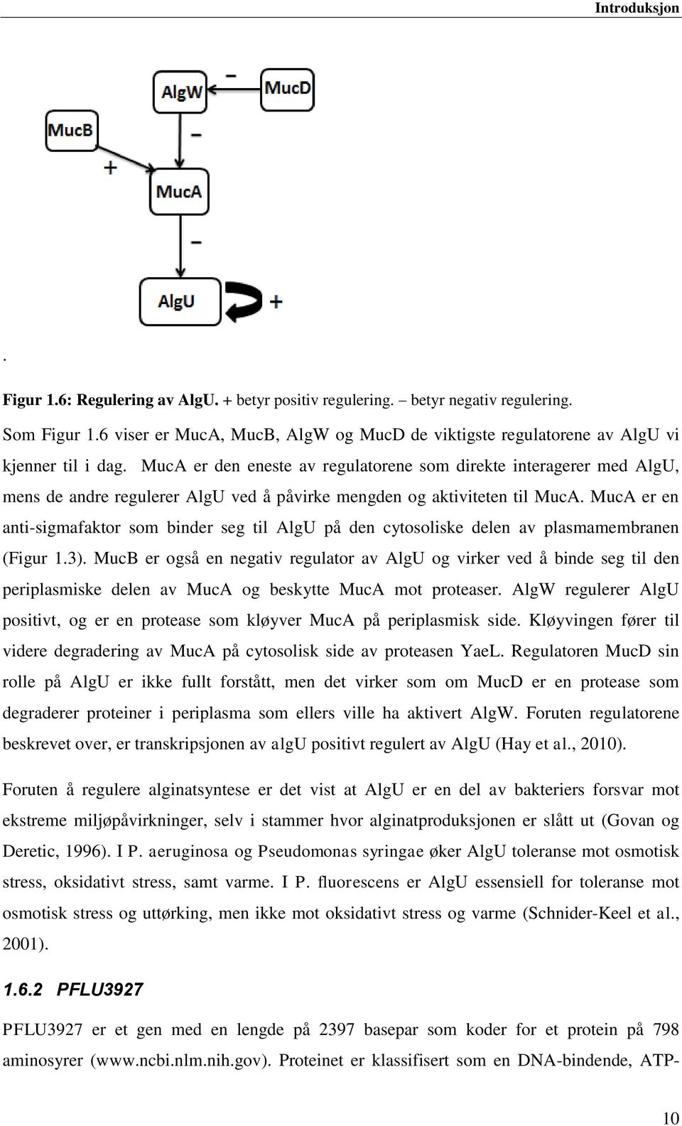 MucA er den eneste av regulatorene som direkte interagerer med AlgU, mens de andre regulerer AlgU ved å påvirke mengden og aktiviteten til MucA.