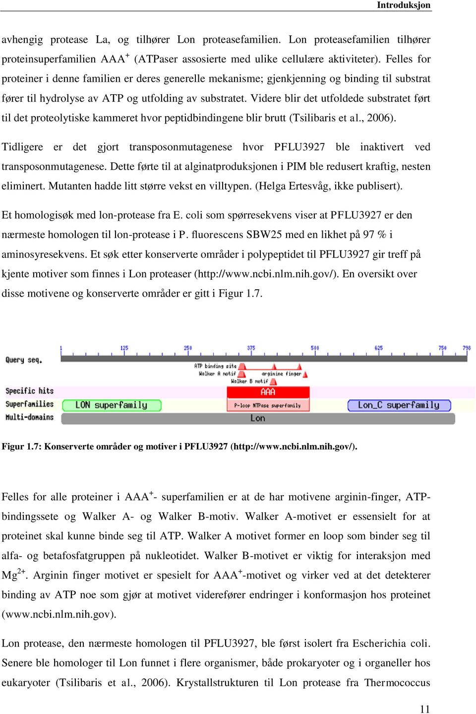 Videre blir det utfoldede substratet ført til det proteolytiske kammeret hvor peptidbindingene blir brutt (Tsilibaris et al., 2006).