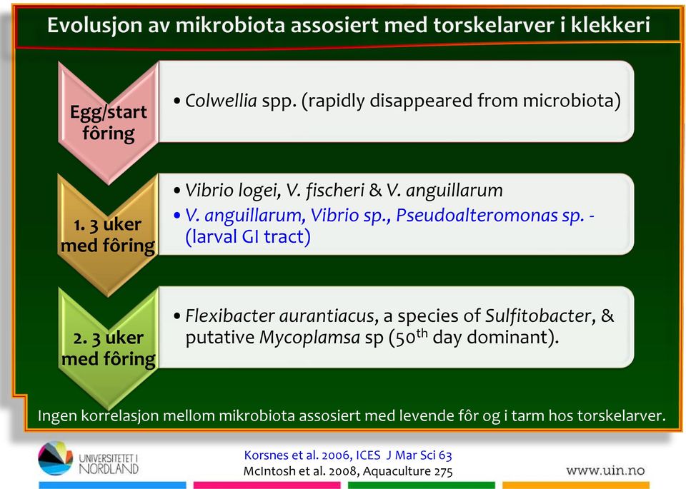 3 uker med fôring Flexibacter aurantiacus, a species of Sulfitobacter, & putative Mycoplamsa sp (50 th day dominant).