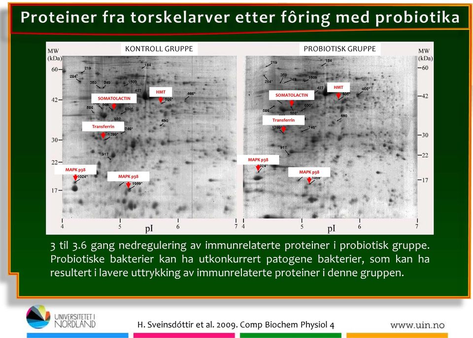 6 gang nedregulering av immunrelaterte proteiner i probiotisk gruppe.