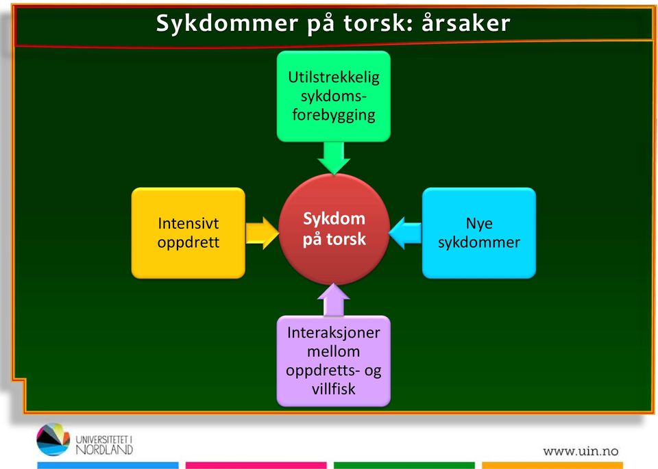 Intensivt oppdrett Sykdom på torsk Nye