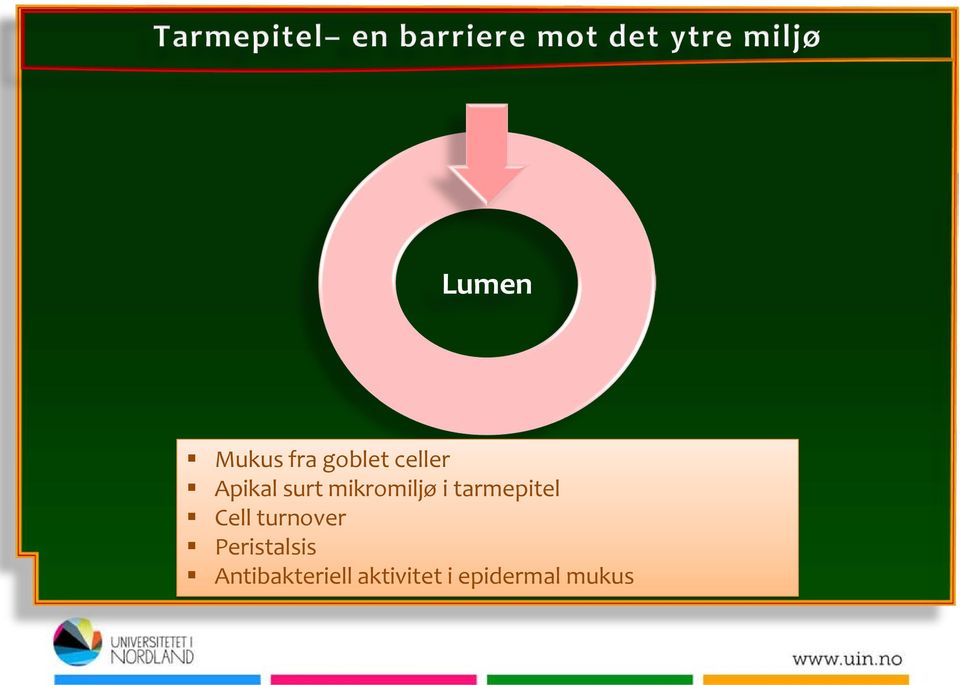 tarmepitel Cell turnover