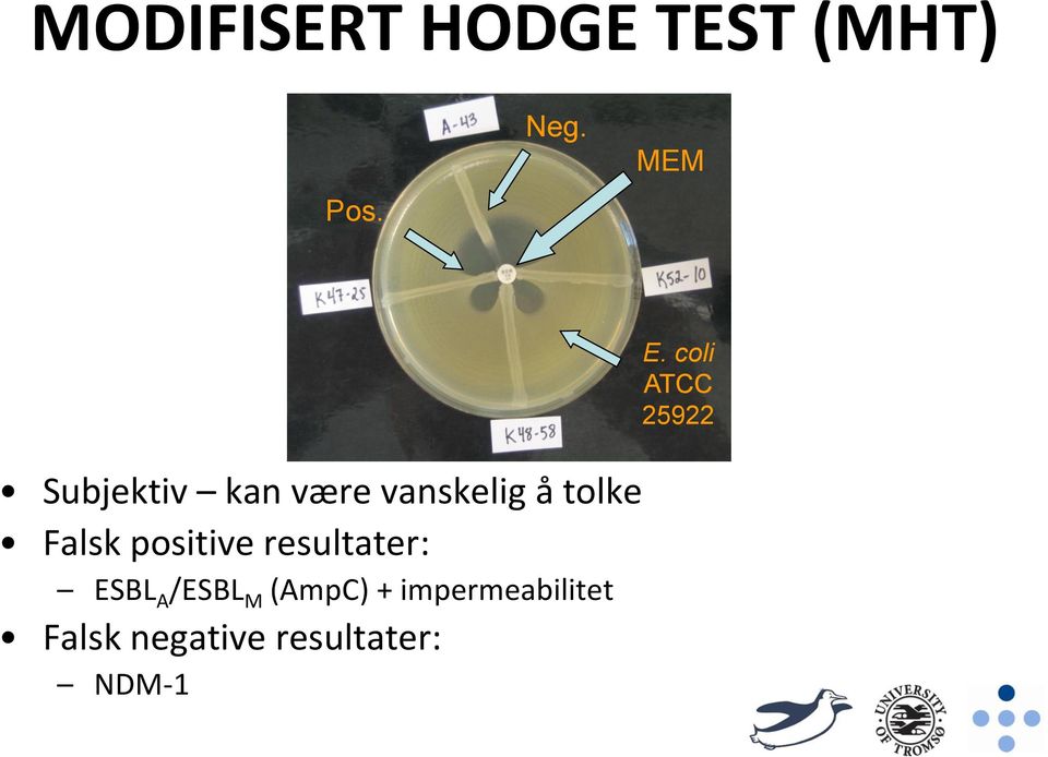 tolke Falsk positive resultater: ESBL A /ESBL M