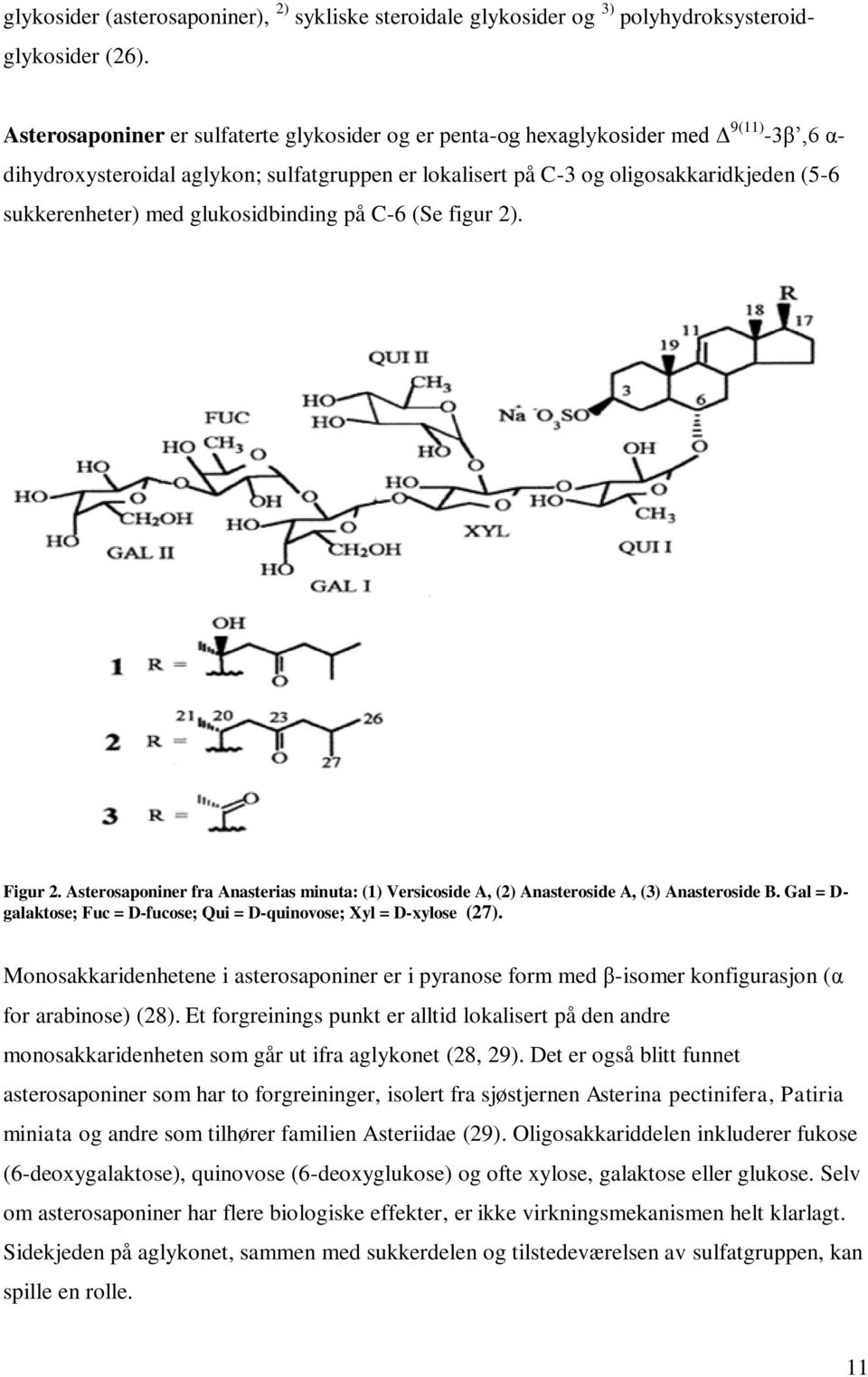 med glukosidbinding på C-6 (Se figur 2). Figur 2. Asterosaponiner fra Anasterias minuta: (1) Versicoside A, (2) Anasteroside A, (3) Anasteroside B.