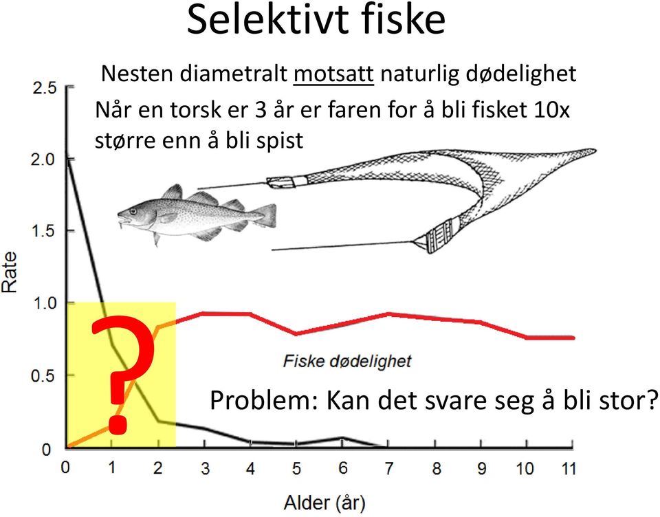 faren for å bli fisket 10x større enn å bli