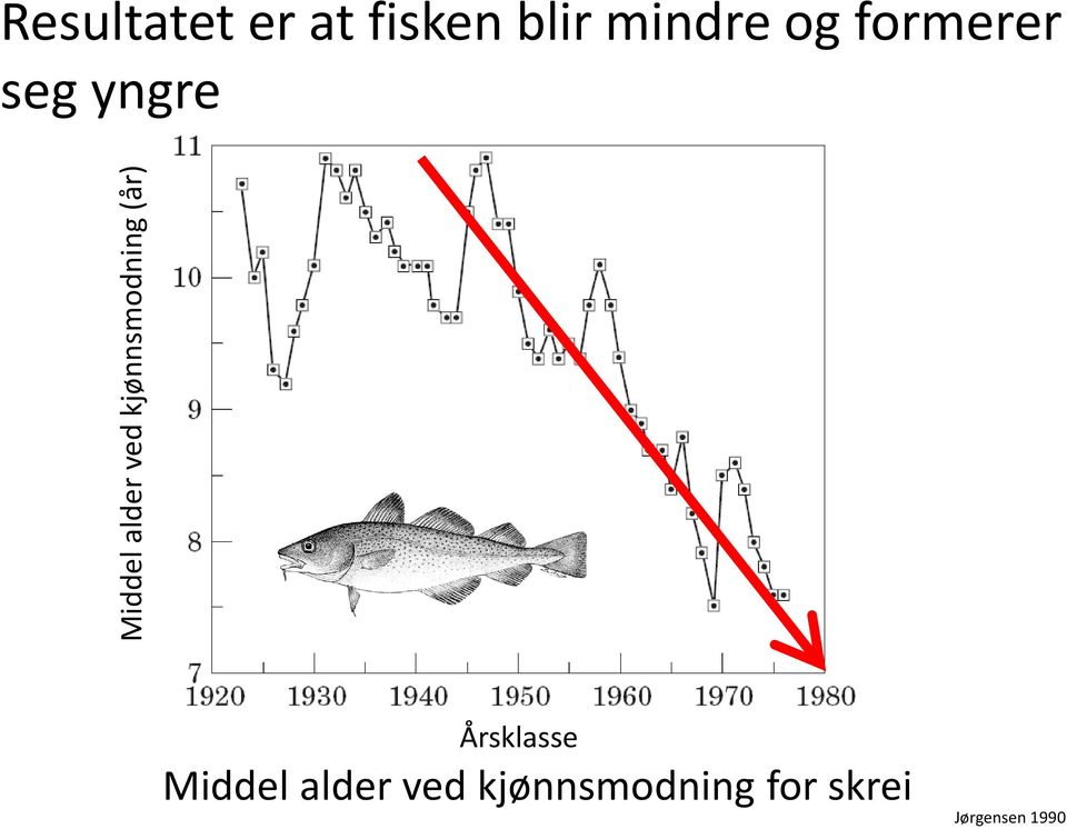 formerer seg yngre Årsklasse Middel