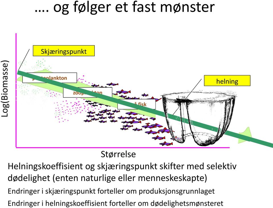 Store fisk Størrelse Helningskoeffisient og skjæringspunkt skifter med selektiv