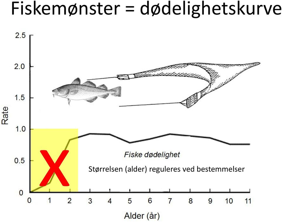 Størrelsen (alder)