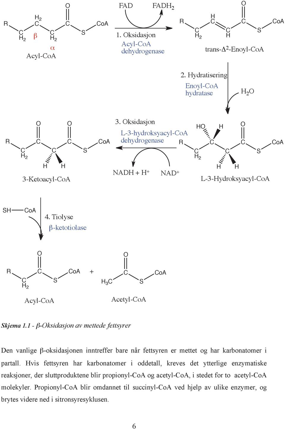 Tiolyse β-ketotiolase R C H 2 C S CoA + H 3 C C S CoA Acyl-CoA Acetyl-CoA Skjema 1.