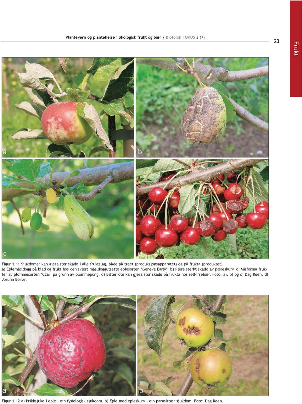 c) Misforma frukter av plommesorten Czar på grunn av plommepung. d) Bitterròte kan gjera stor skade på frukta hos søtkirsebær.