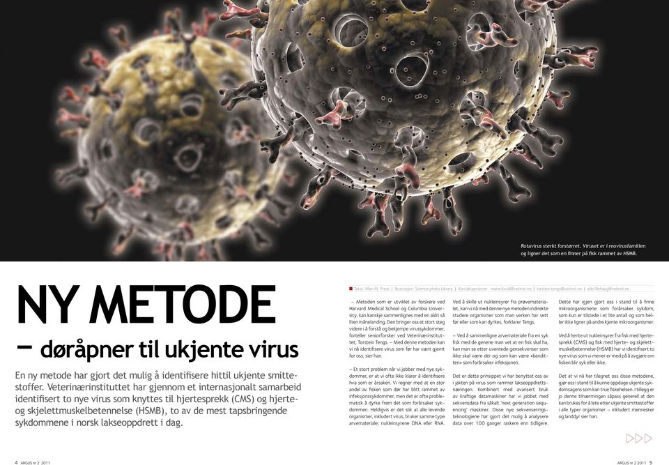 Veterinærinstituttet har gjennom et internasjonalt samarbeid identifisert to nye virus som knyttes til hjertesprekk (CMS) og hjerteog skjelettmuskelbetennelse (HSMB), to av de mest tapsbringende