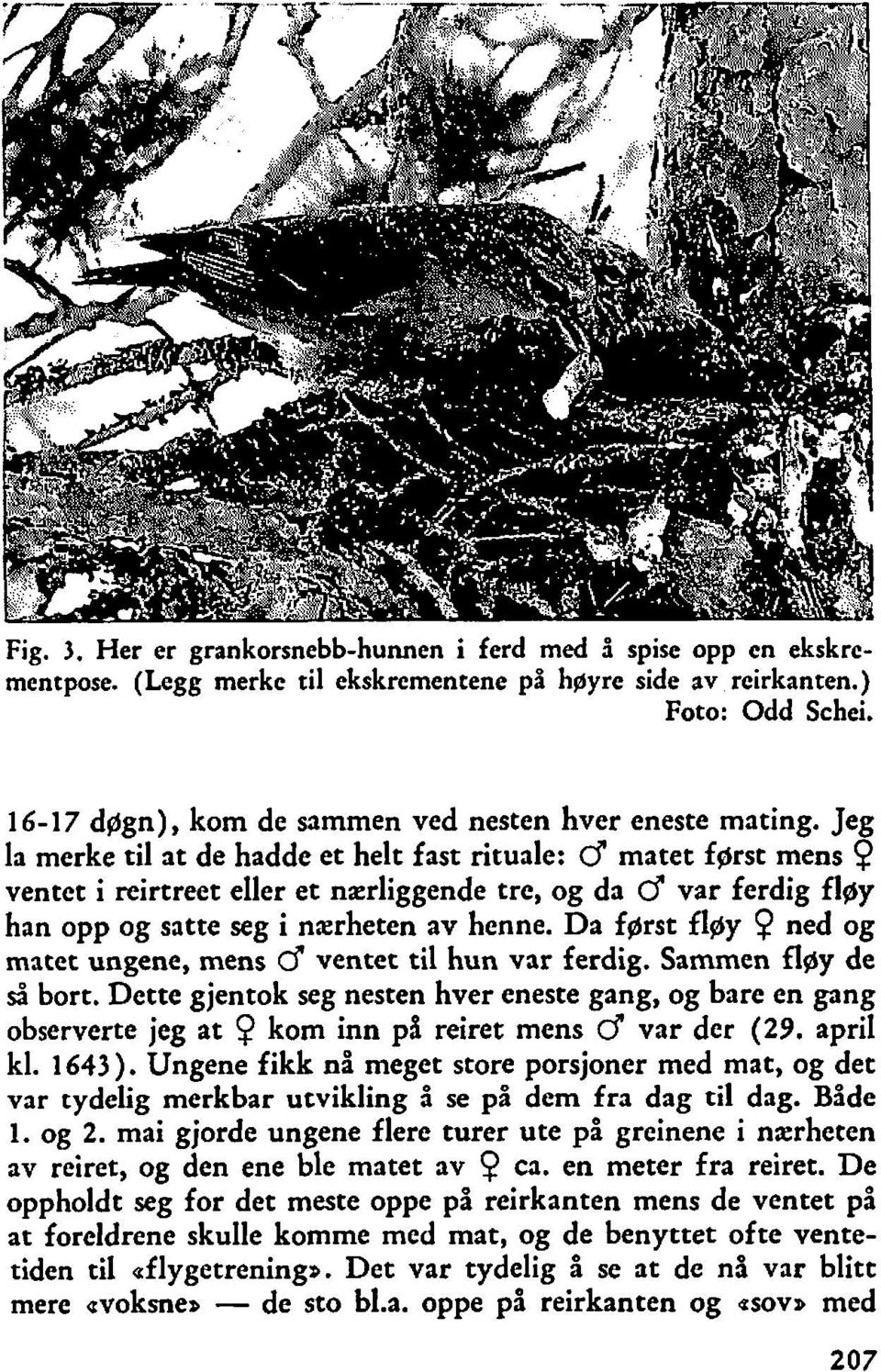 Jeg la merke til at de hadde et helt fast rituale: Cf matet fgrst mens Q ventet i reirtreet eller et nærliggende tre, og da d var ferdig fløy han opp og satte seg i nærheten av henne.