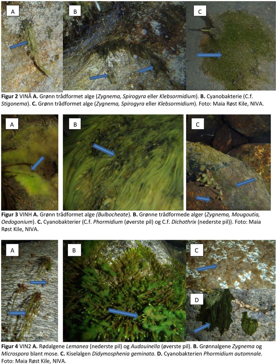 f. Dichothri (nederste pil)). Foto: Maia Røst Kile, NIVA. A B C D Figur 4 VIN2 A. Rødalgene Lemanea (nederste pil) og Audouinella (øverste pil). B. Grønnalgene Zygnema og Microspora blant mose.