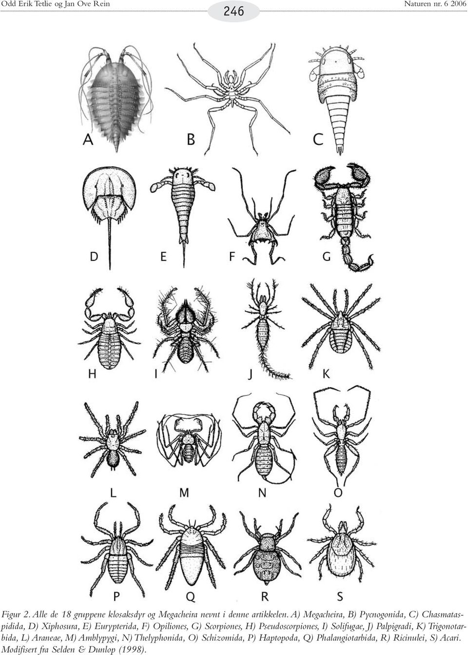 A) Megacheira, B) Pycnogonida, C) Chasmataspidida, D) Xiphosura, E) Eurypterida, F) Opiliones, G) Scorpiones, H)