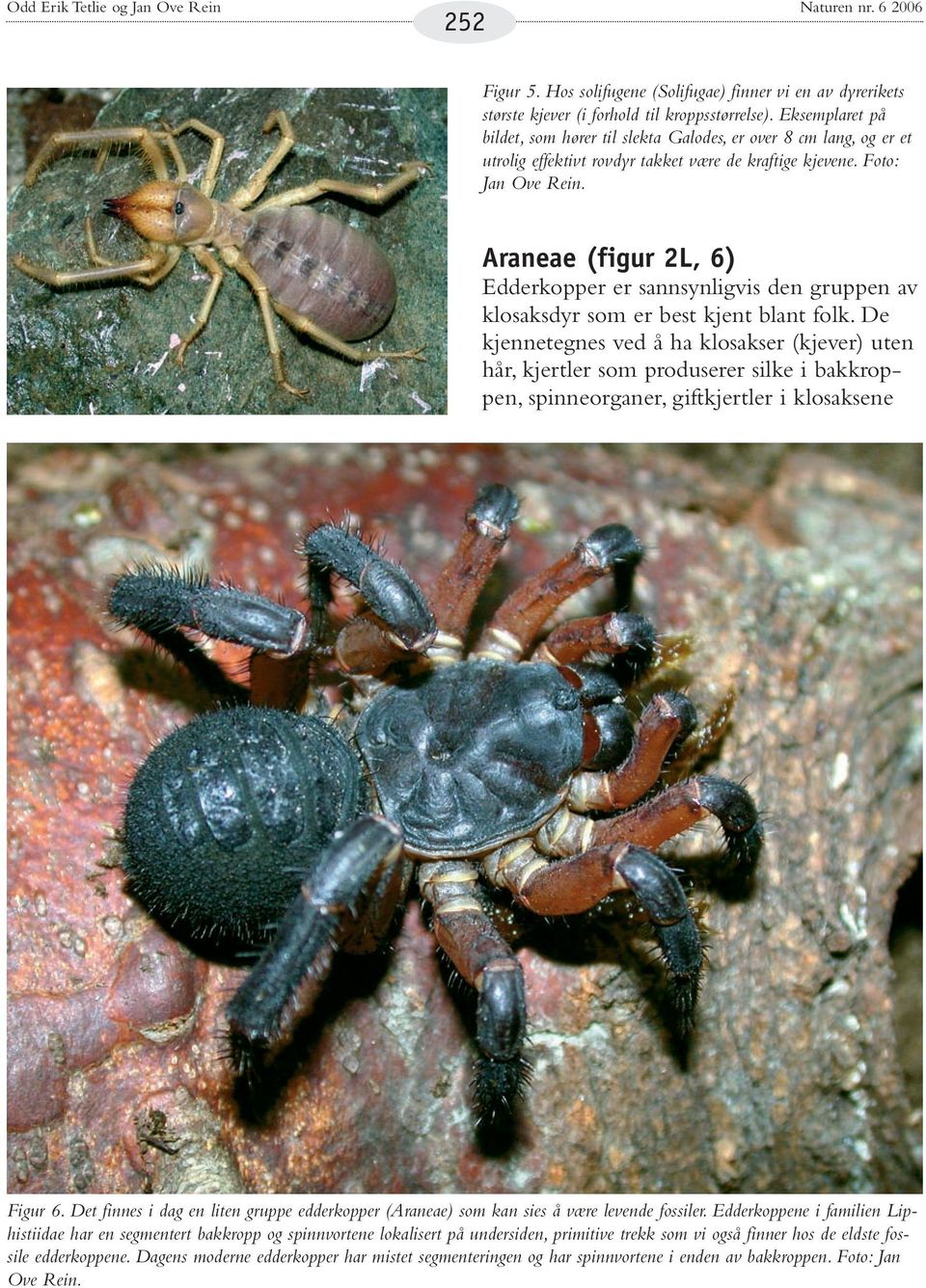 Araneae (figur 2L, 6) Edderkopper er sannsynligvis den gruppen av klosaksdyr som er best kjent blant folk.