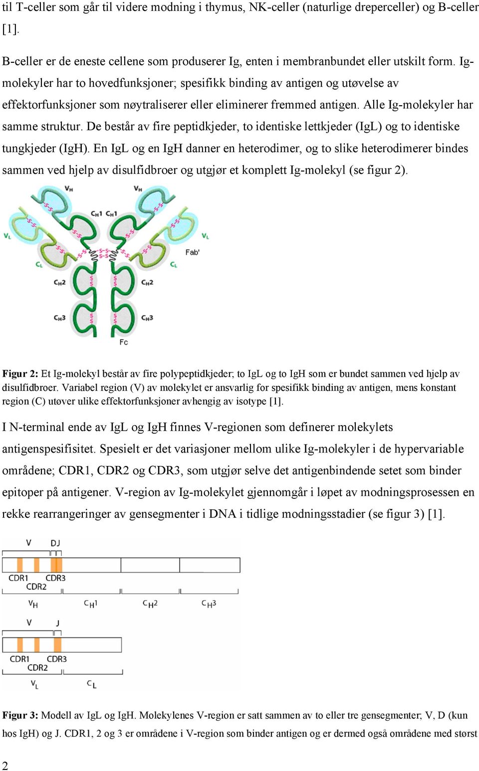 De består av fire peptidkjeder, to identiske lettkjeder (IgL) og to identiske tungkjeder (IgH).