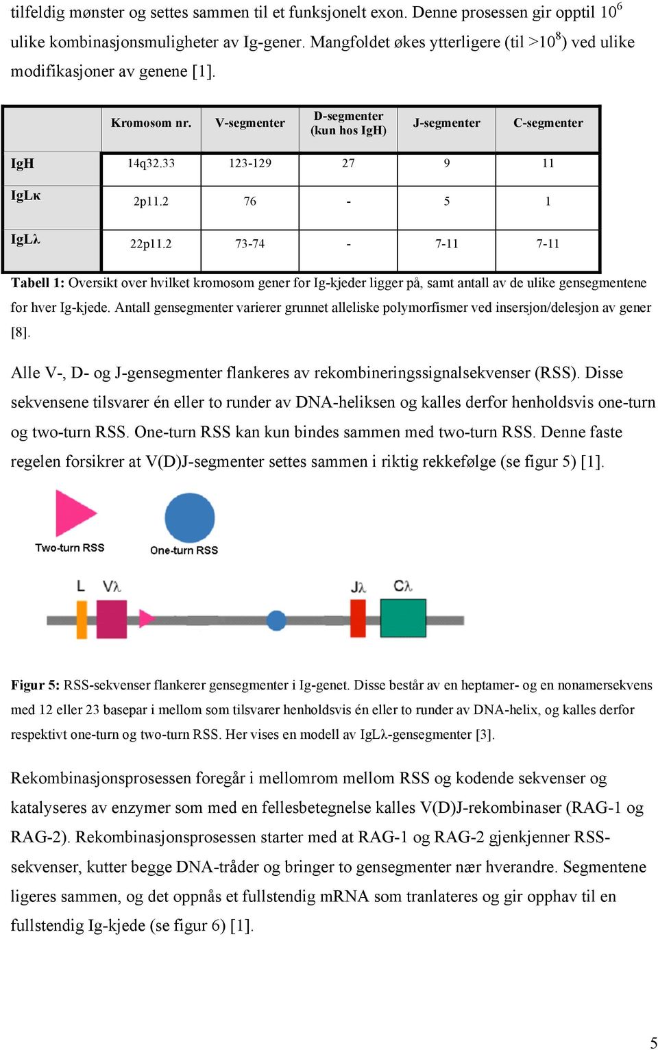 2 76-5 1 IgLλ 22p11.2 73-74 - 7-11 7-11 Tabell 1: Oversikt over hvilket kromosom gener for Ig-kjeder ligger på, samt antall av de ulike gensegmentene for hver Ig-kjede.
