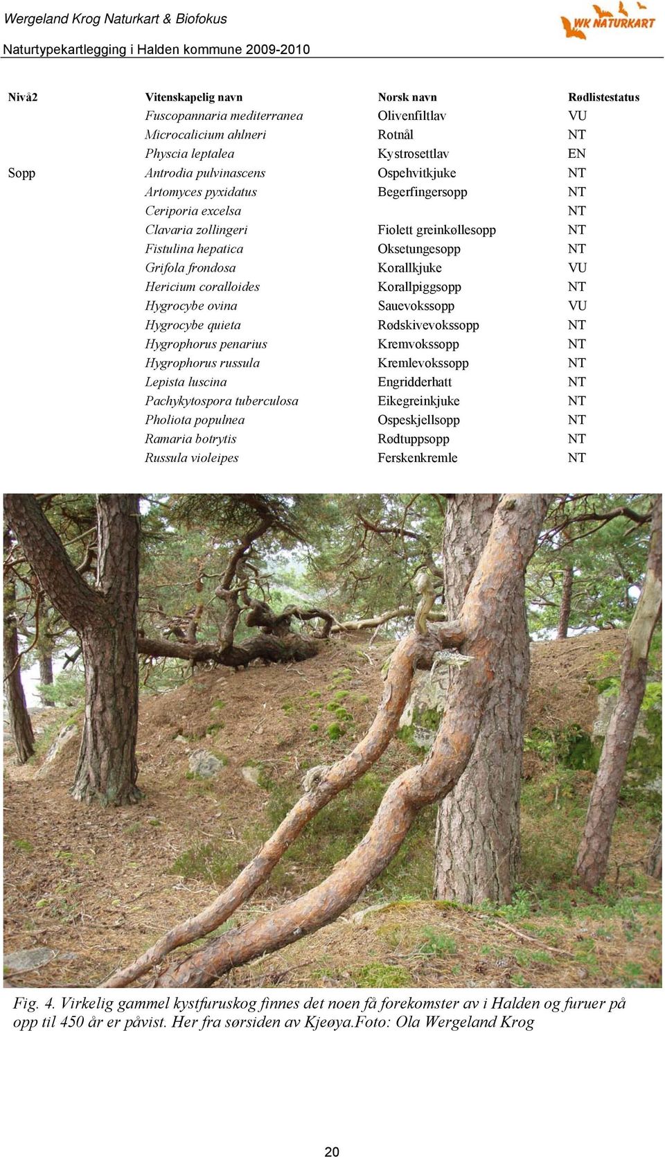 Hygrocybe ovina Sauevokssopp VU Hygrocybe quieta Rødskivevokssopp Hygrophorus penarius Kremvokssopp Hygrophorus russula Kremlevokssopp Lepista luscina Engridderhatt Pachykytospora tuberculosa