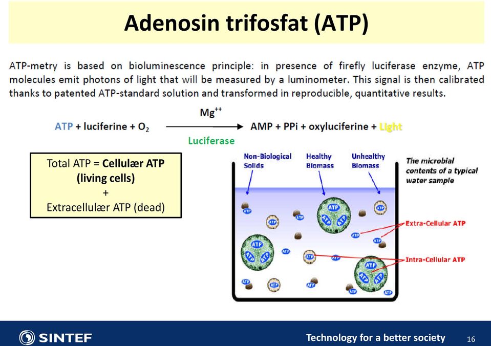 cells) + Extracellulær ATP