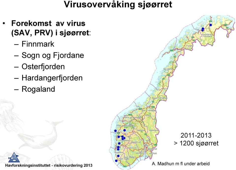 Hardangerfjorden Rogaland Virusovervåking