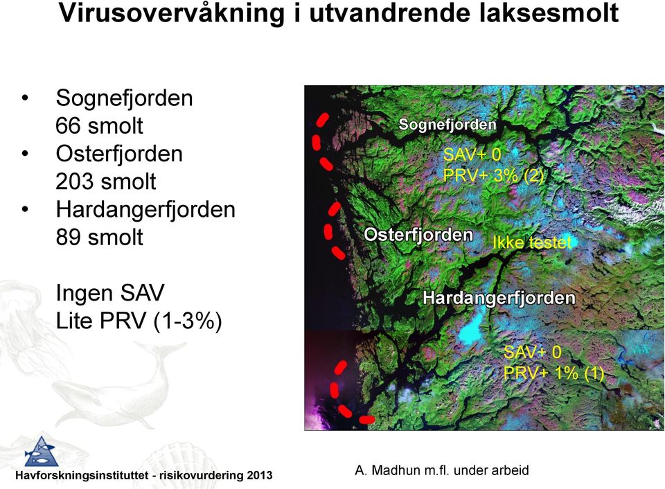 smolt Ingen SAV Lite PRV (1-3%) SAV+ 0 PRV+ 3% (2)