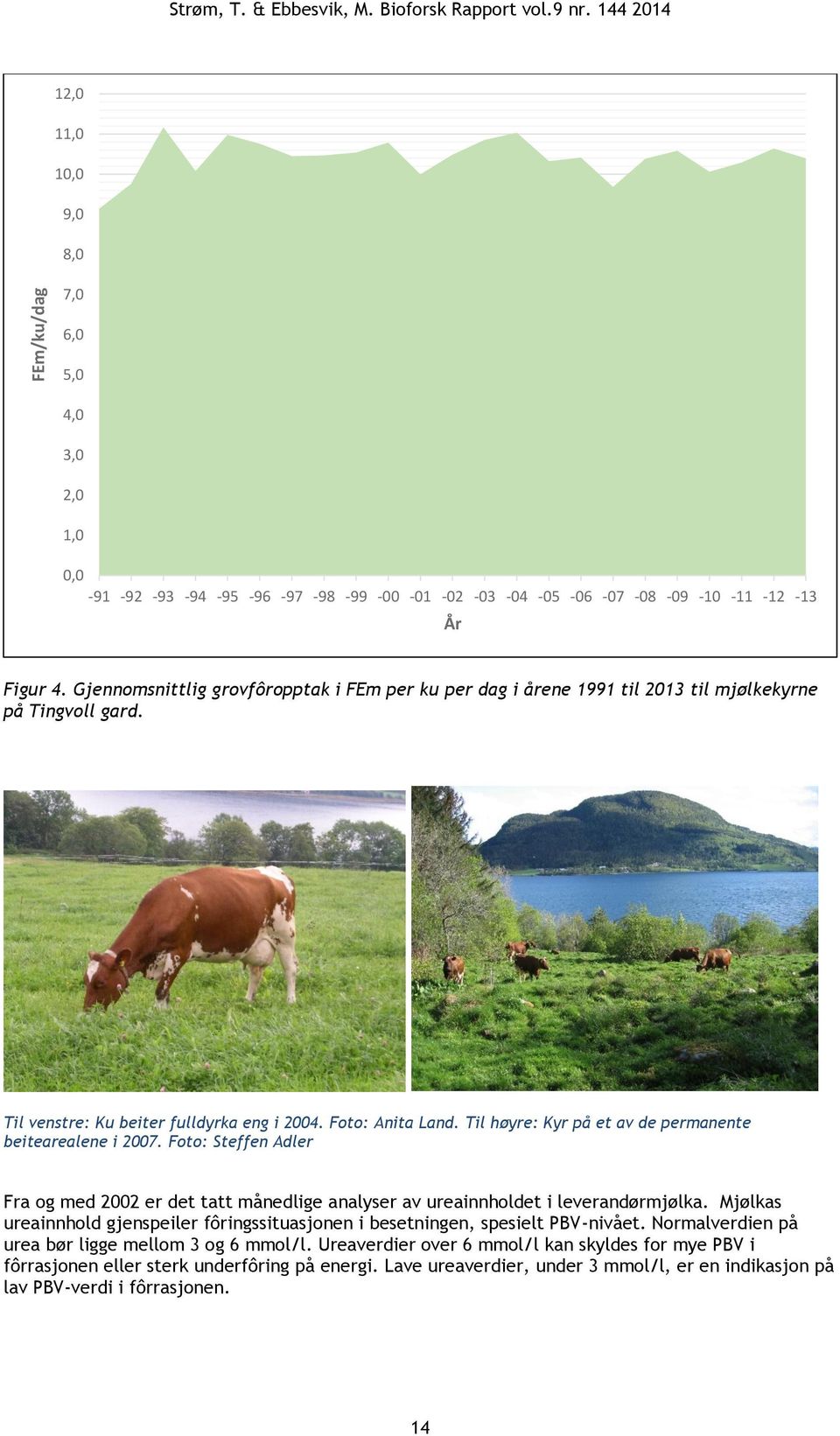 Gjennomsnittlig grovfôropptak i FEm per ku per dag i årene 1991 til 2013 til mjølkekyrne på Tingvoll gard. Til venstre: Ku beiter fulldyrka eng i 2004. Foto: Anita Land.
