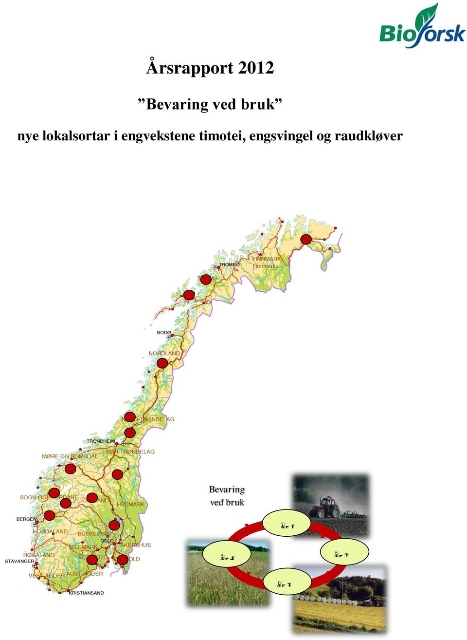 timotei, engsvingel og