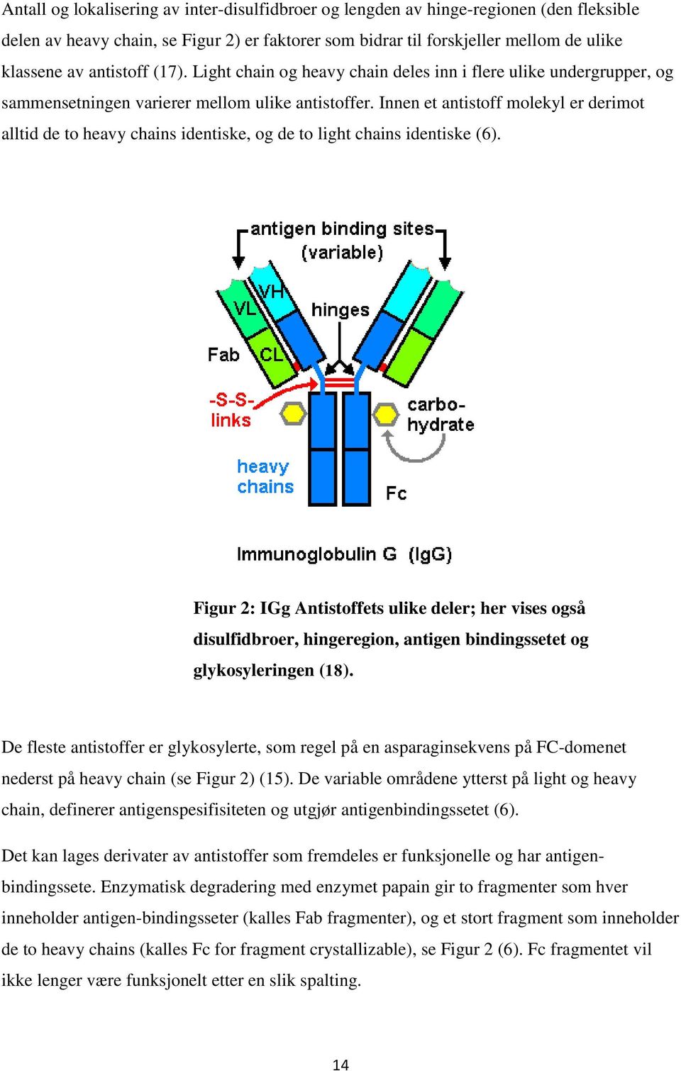 Innen et antistoff molekyl er derimot alltid de to heavy chains identiske, og de to light chains identiske (6).