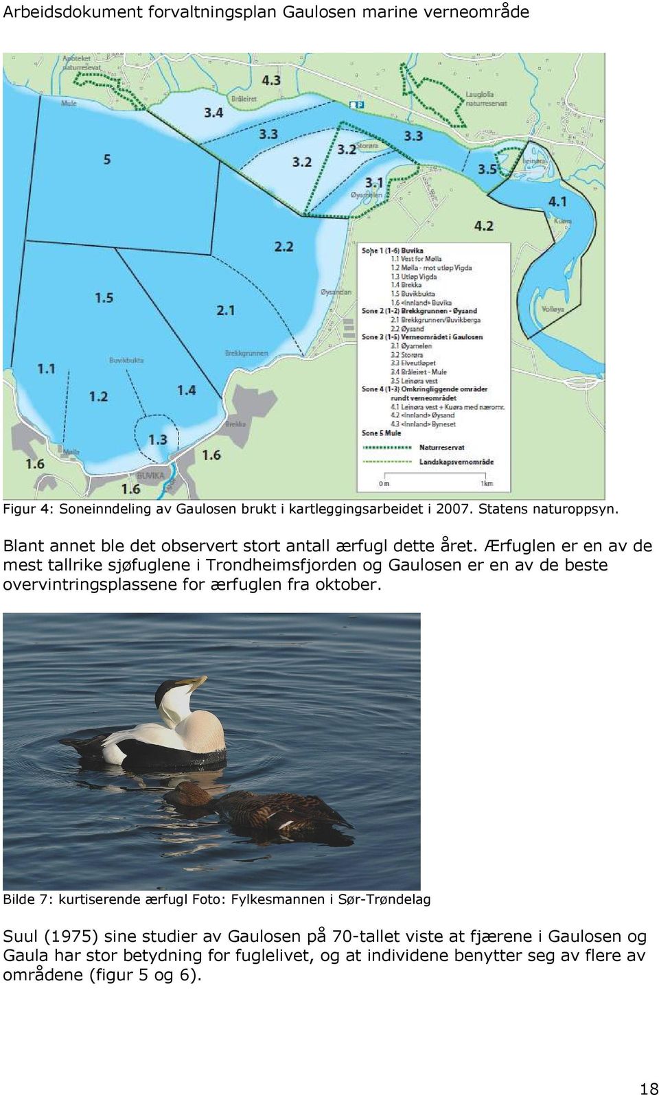 Ærfuglen er en av de mest tallrike sjøfuglene i Trondheimsfjorden og Gaulosen er en av de beste overvintringsplassene for ærfuglen fra