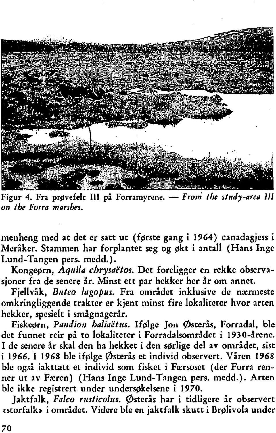 Minst ett par hekker her år om annet. Fjellvåk, Brrteo lagopxs. Fra området inklusive de nrermestc omkringliggende trakter er kjent minst fire lokaliteter hvor arten hekker, spesielt i smågnagerår.