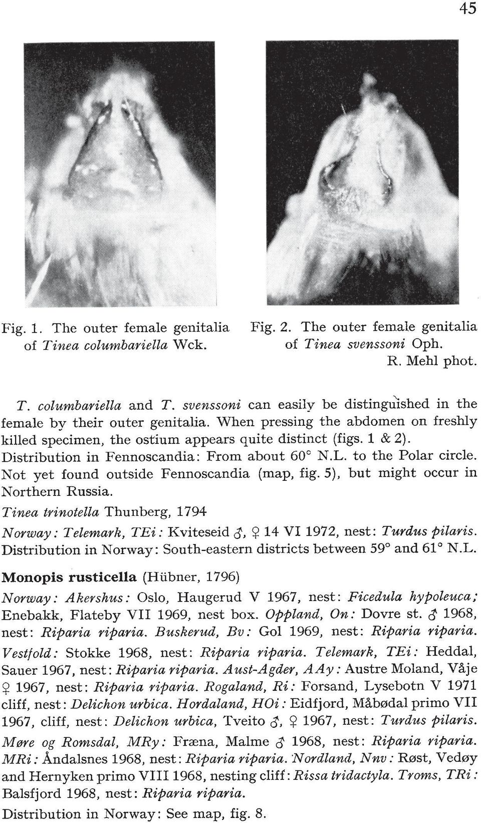 Distribution in Fennoscandia: From about 60" N.L. to the Polar circle. Not yet found outside Fennoscandia (map, fig. 5), but might occur in Northern Russia.