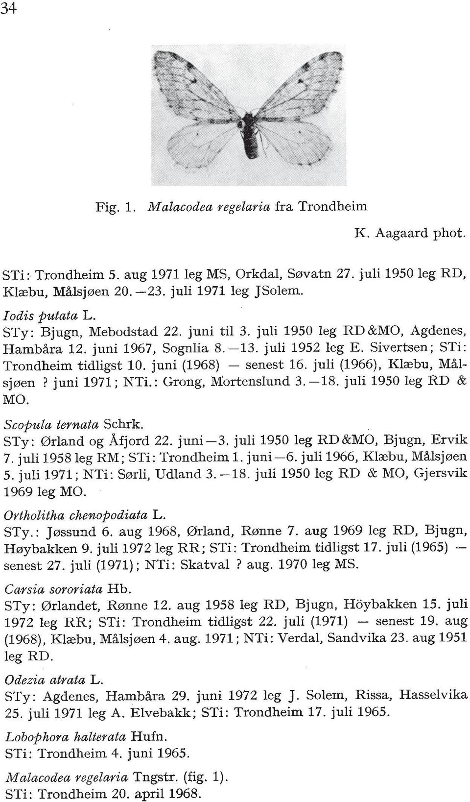 juli (1966), Klaebu, M%1- sjeren? juni 1971 ; NTi. : Grong, Mortenslund 3. -18. juli 1950 leg RD & MO. Sco$ula ternata Schrk. STY: Orland og Afjord 22. juni-3. juli 1950 leg RD&MO, Bjugn, Ervik 7.