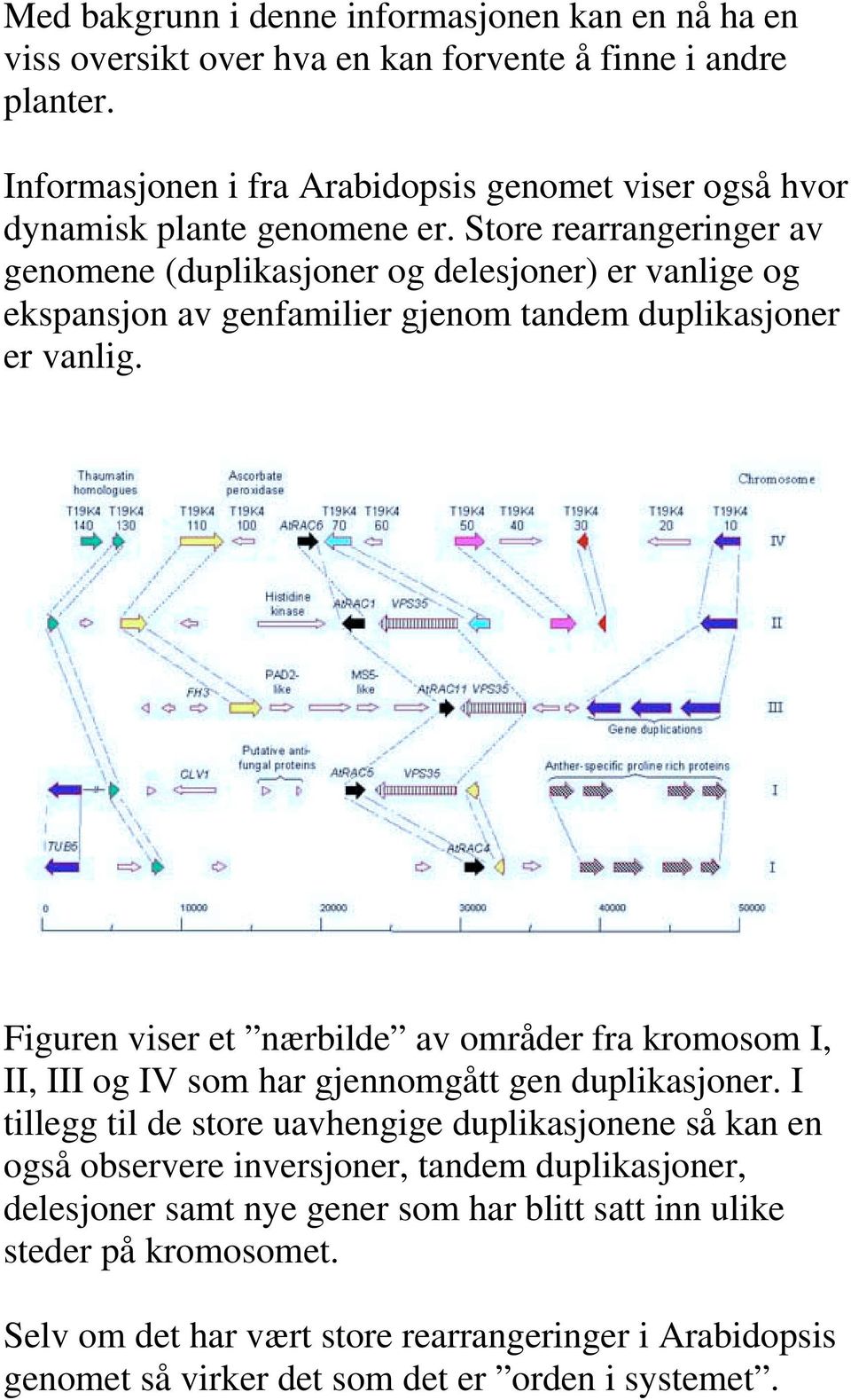 Store rearrangeringer av genomene (duplikasjoner og delesjoner) er vanlige og ekspansjon av genfamilier gjenom tandem duplikasjoner er vanlig.