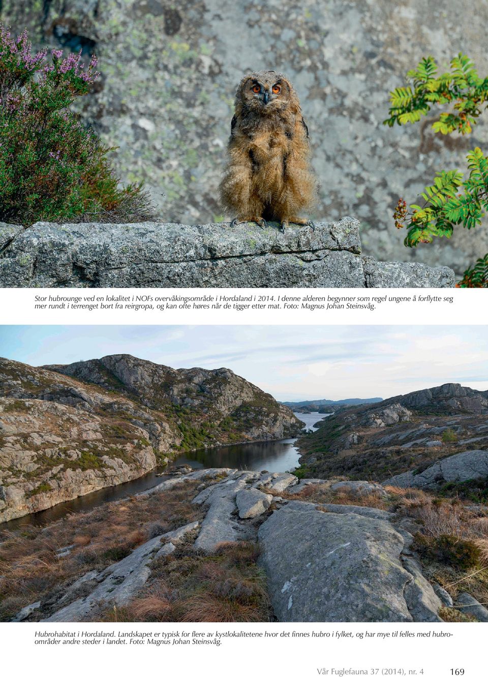 de tigger etter mat. Foto: Magnus Johan Steinsvåg. Hubrohabitat i Hordaland.