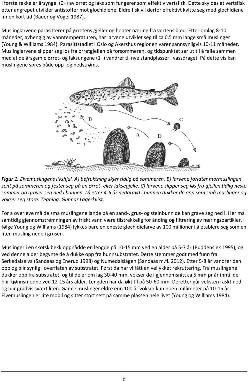 Etter omlag 8-10 måneder, avhengig av vanntemperaturen, har larvene utviklet seg til ca 0,5 mm lange små muslinger (Young & Williams 1984).