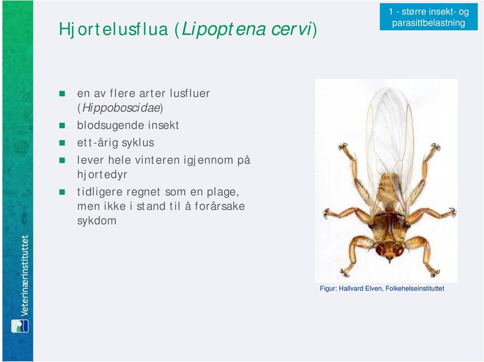 lever hele vinteren igjennom på hjortedyr tidligere regnet som en plage, men