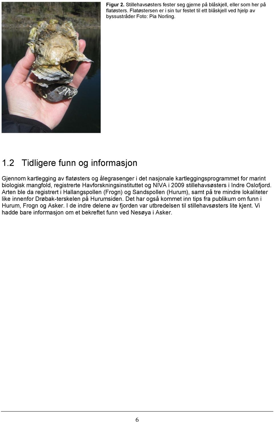 2009 stillehavsøsters i Indre Oslofjord. Arten ble da registrert i Hallangspollen (Frogn) og Sandspollen (Hurum), samt på tre mindre lokaliteter like innenfor Drøbak-terskelen på Hurumsiden.