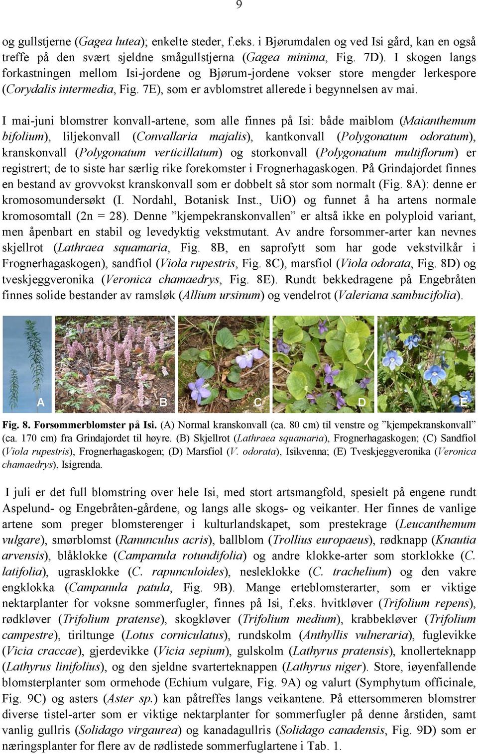 I mai-juni blomstrer konvall-artene, som alle finnes på Isi: både maiblom (Maianthemum bifolium), liljekonvall (Convallaria majalis), kantkonvall (Polygonatum odoratum), kranskonvall (Polygonatum