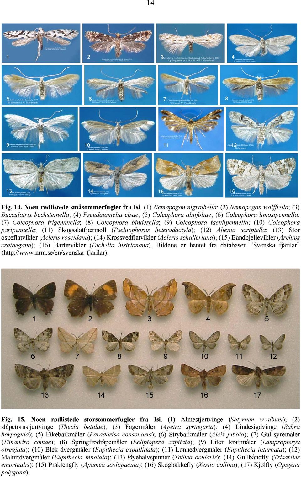 Coleophora binderella; (9) Coleophora taeniipennella; (10) Coleophora paripennella; (11) Skogsalatfjærmøll (Pselnophorus heterodactyla); (12) Altenia scriptella; (13) Stor ospeflatvikler (Acleris