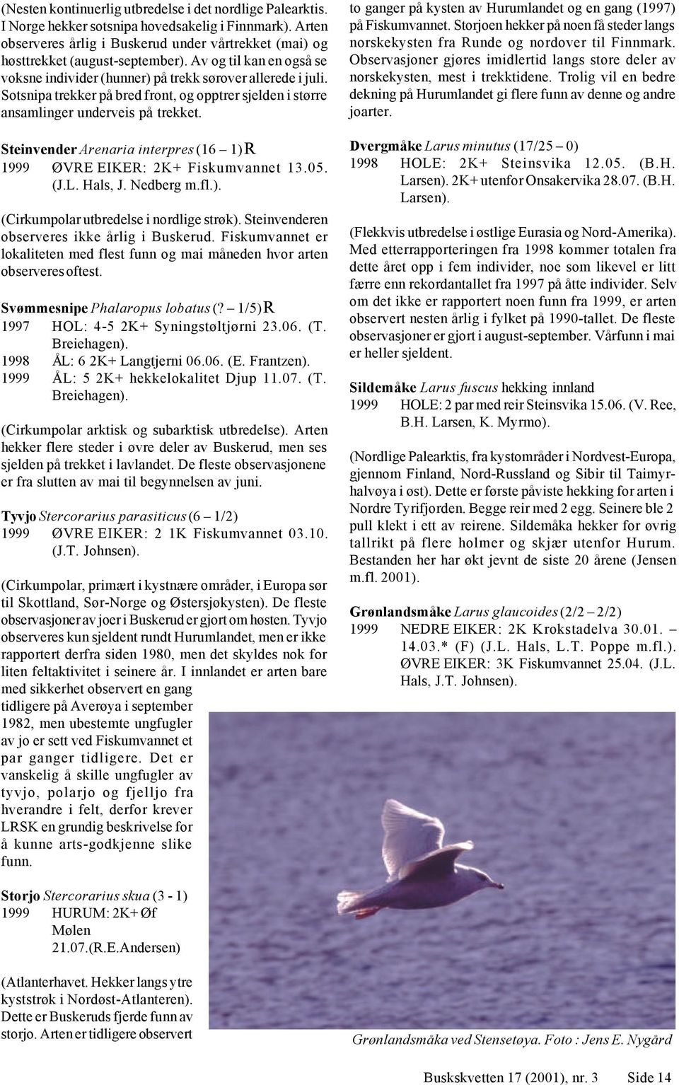 Steinvender Arenaria interpres (16 1) R 1999 ØRE EIKER: 2K+ Fiskumvannet 13.05. (J.L. Hals, J. Nedberg m.fl.). (Cirkumpolar utbredelse i nordlige strøk).