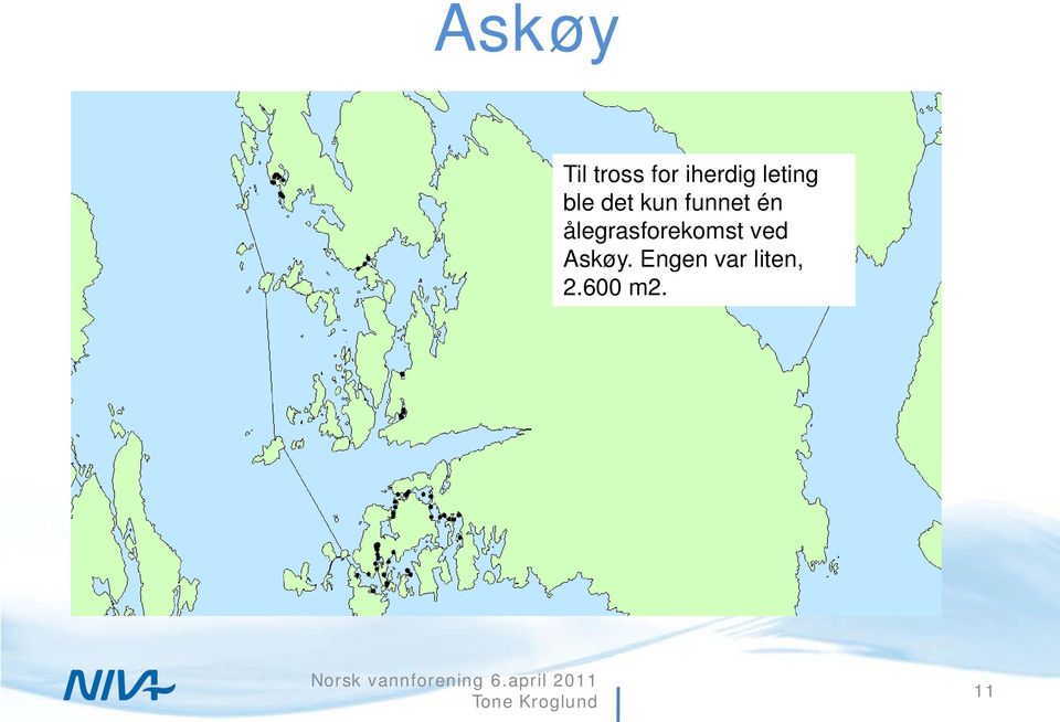 ålegrasforekomst ved Askøy.
