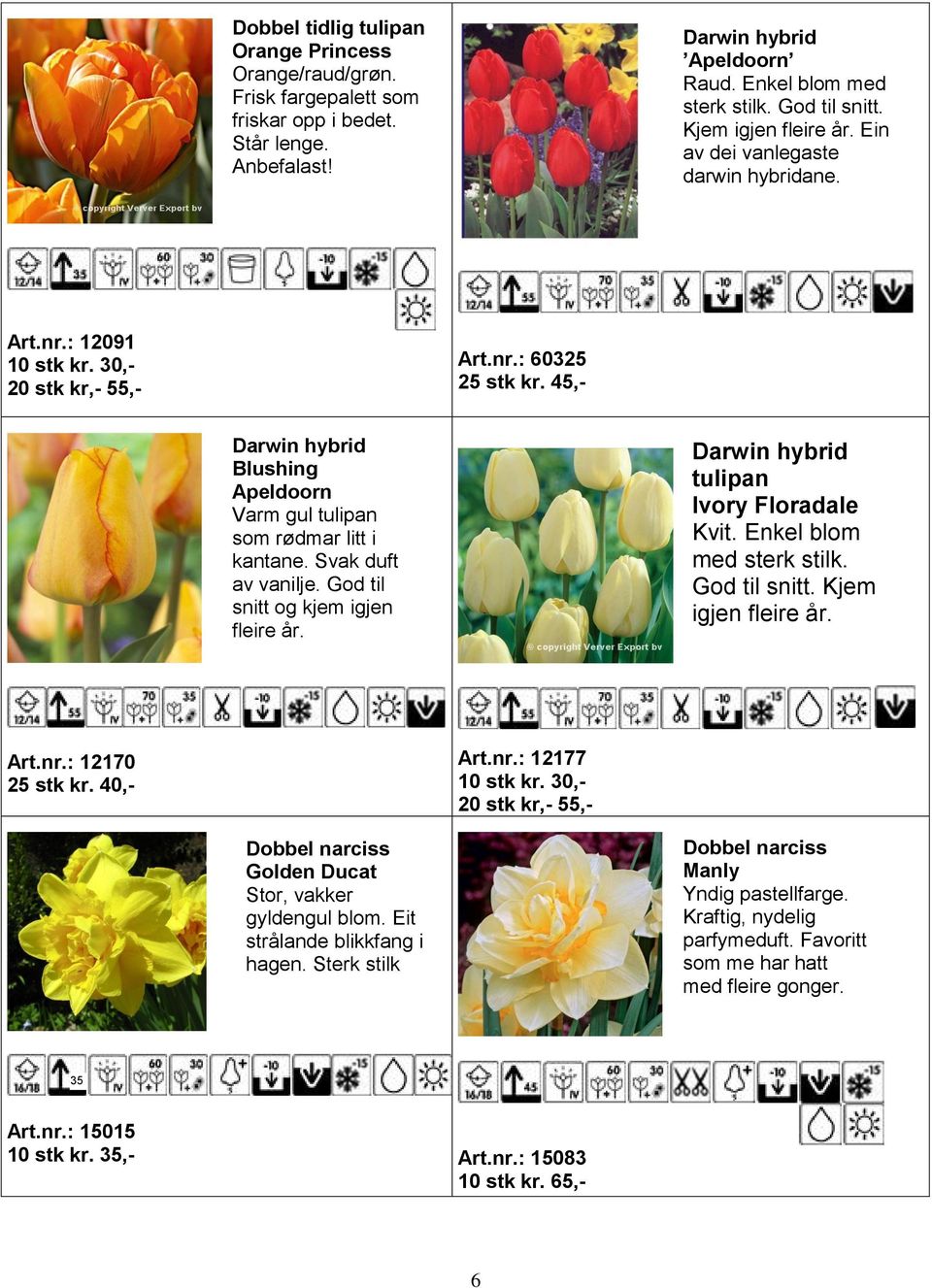 45,- Darwin hybrid Blushing Apeldoorn Varm gul tulipan som rødmar litt i kantane. Svak duft av vanilje. God til snitt og kjem igjen fleire år. Darwin hybrid tulipan Ivory Floradale Kvit.