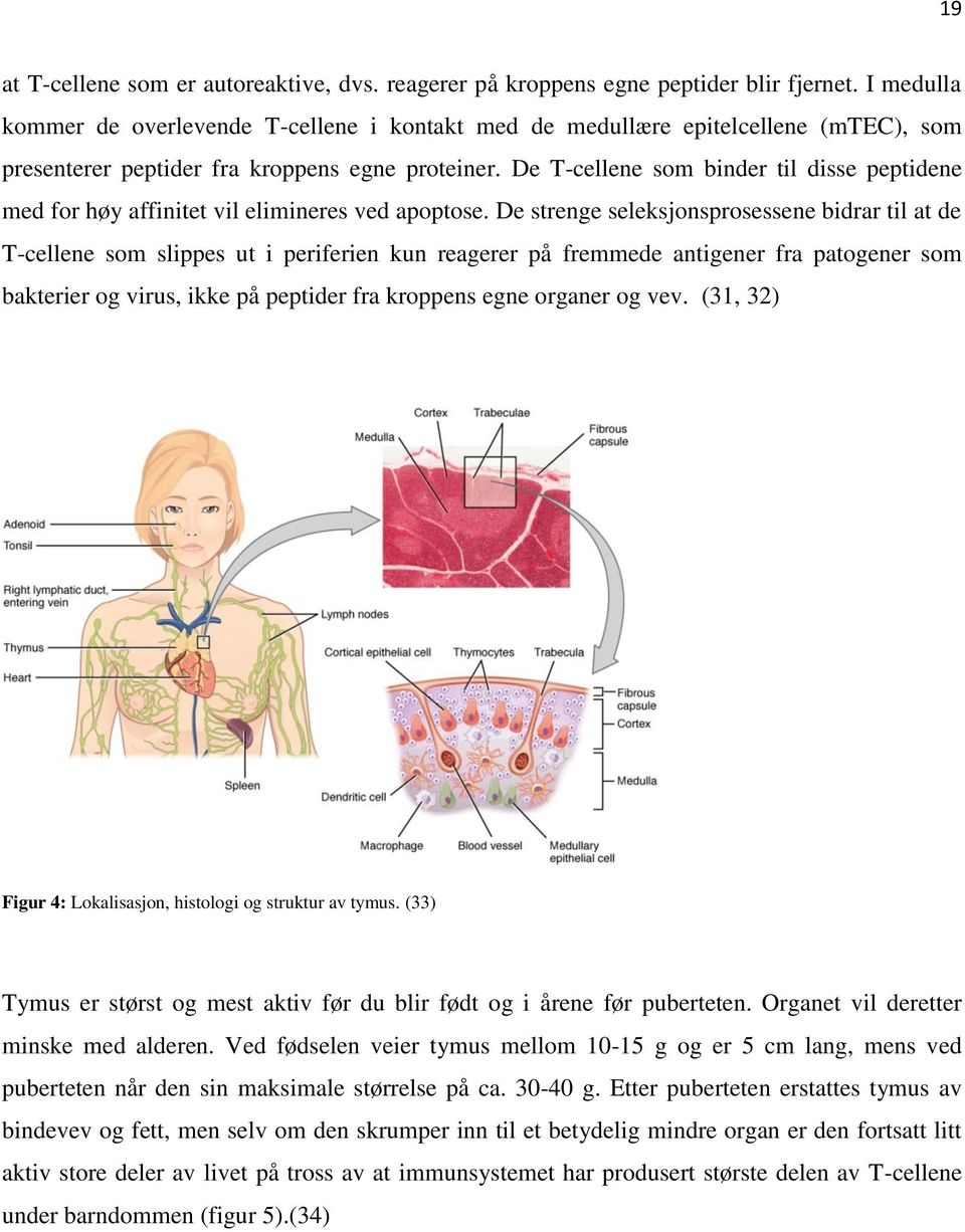 De T-cellene som binder til disse peptidene med for høy affinitet vil elimineres ved apoptose.