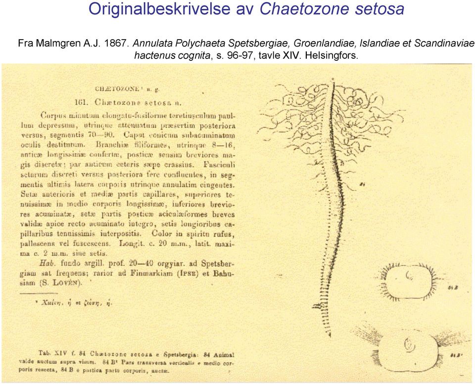 Annulata Polychaeta Spetsbergiae, Groenlandiae,