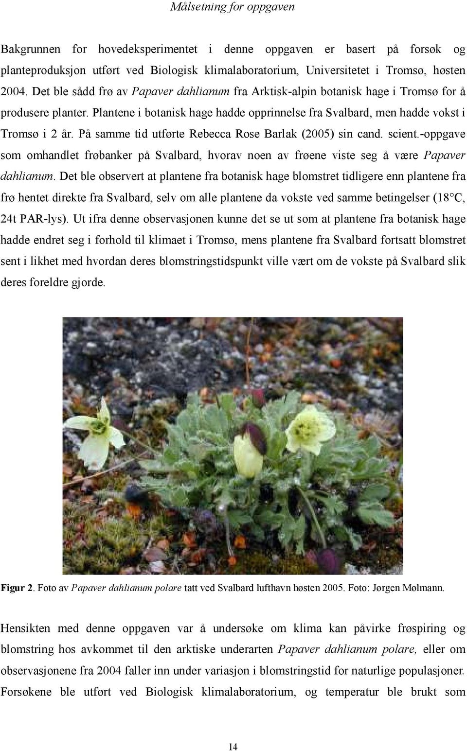 På samme tid utførte Rebecca Rose Barlak (2005) sin cand. scient.-oppgave som omhandlet frøbanker på Svalbard, hvorav noen av frøene viste seg å være Papaver dahlianum.