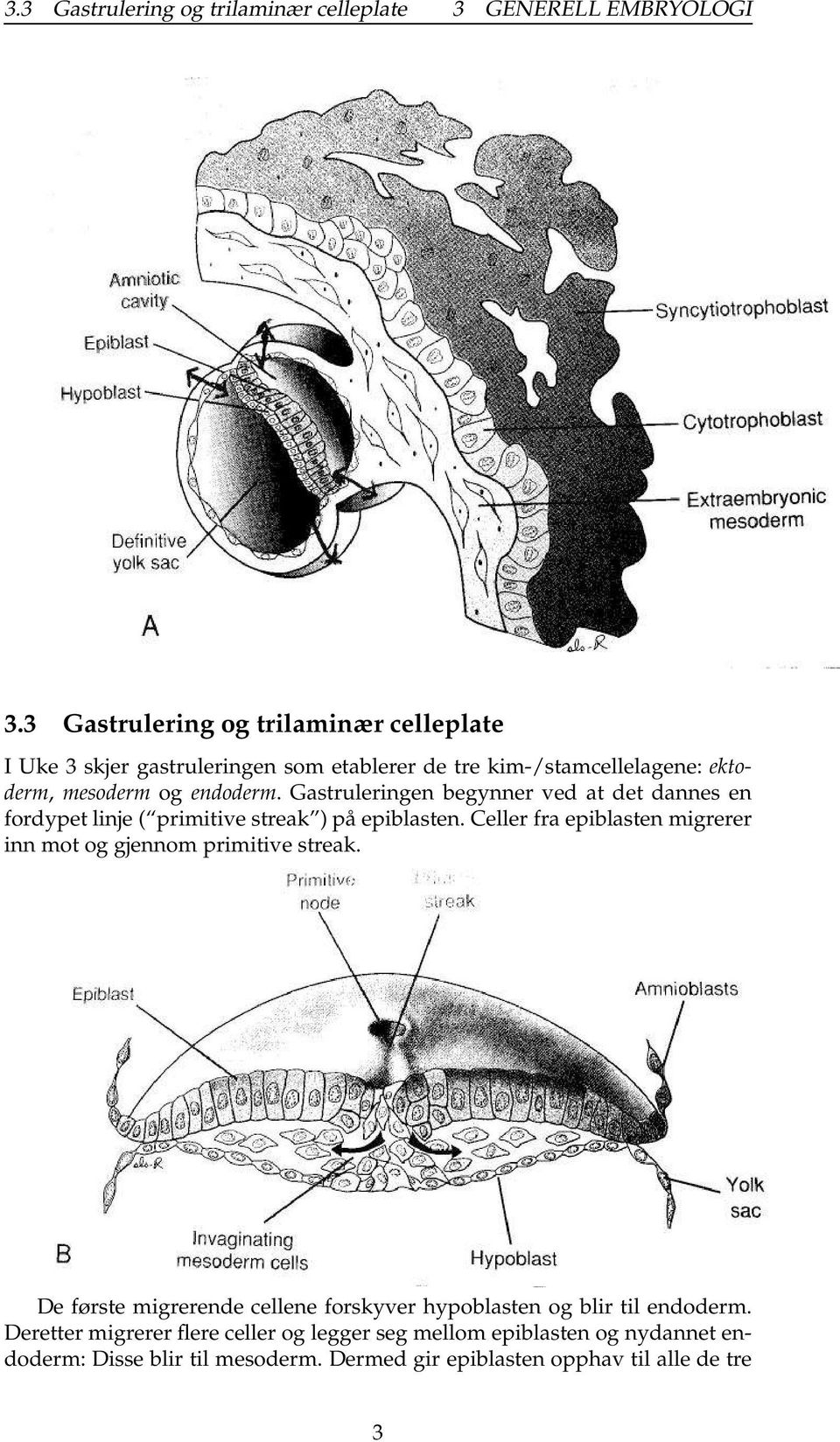 Gastruleringen begynner ved at det dannes en fordypet linje ( primitive streak ) på epiblasten.