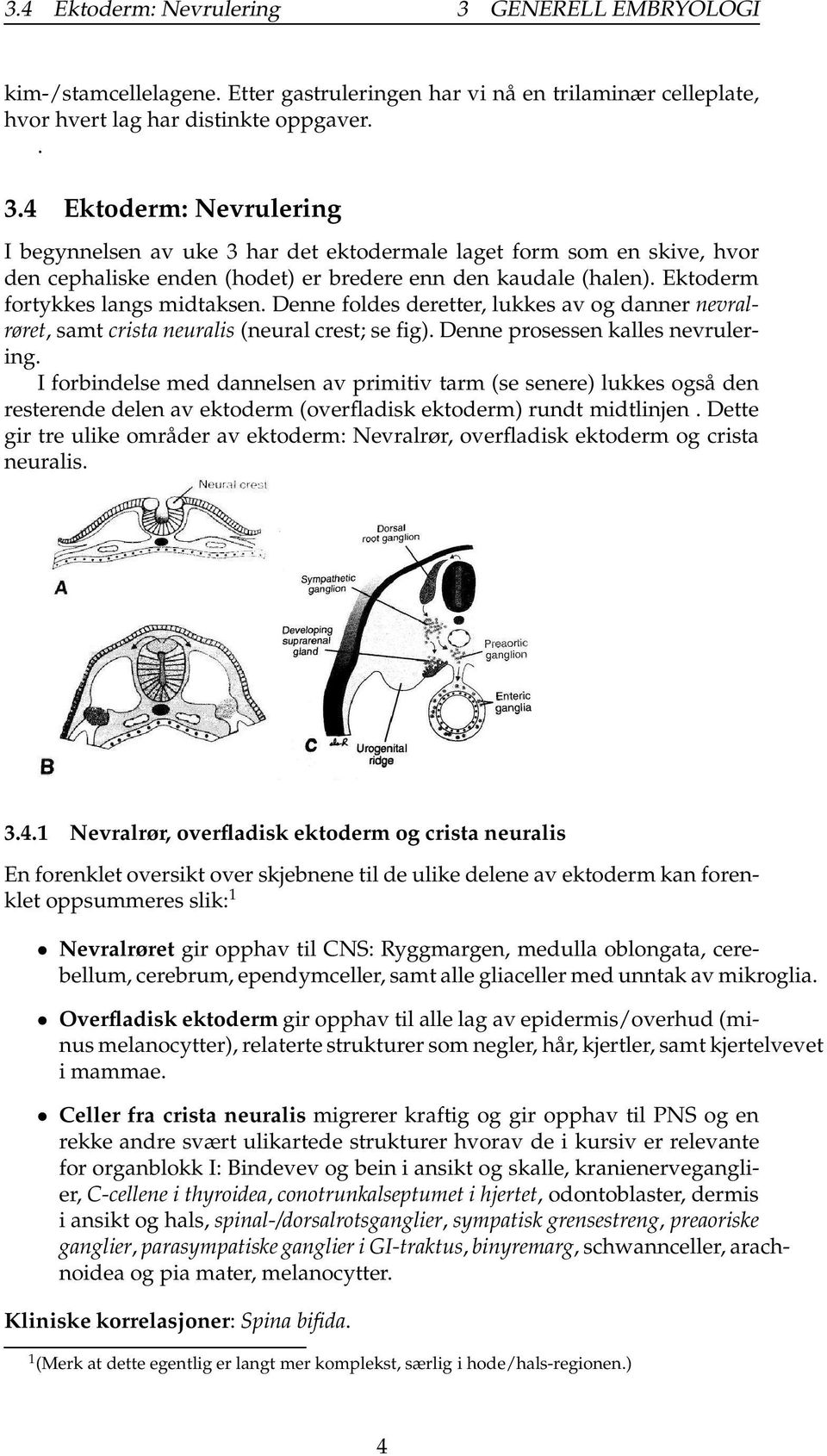 I forbindelse med dannelsen av primitiv tarm (se senere) lukkes også den resterende delen av ektoderm (overfladisk ektoderm) rundt midtlinjen.