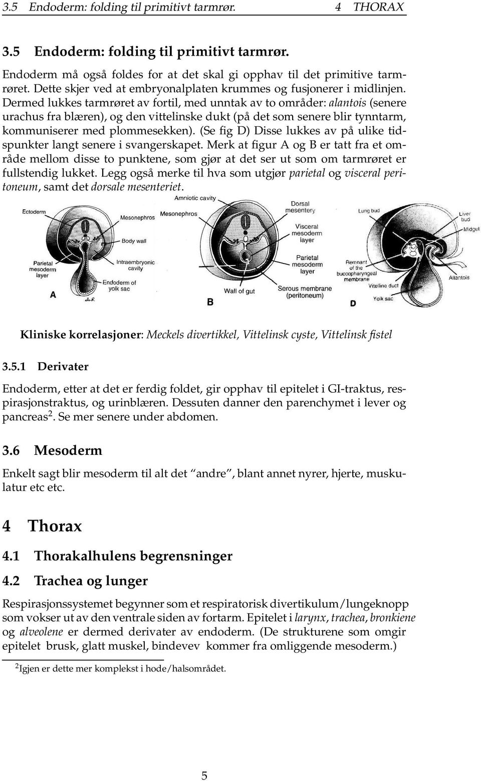 Dermed lukkes tarmrøret av fortil, med unntak av to områder: alantois (senere urachus fra blæren), og den vittelinske dukt (på det som senere blir tynntarm, kommuniserer med plommesekken).