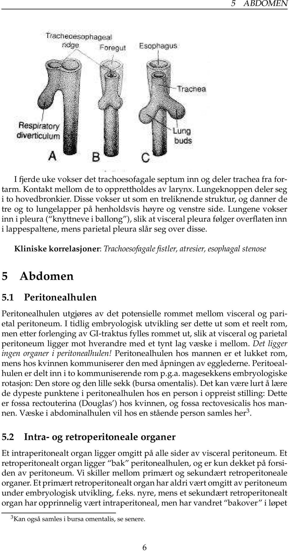 Lungene vokser inn i pleura ( knyttneve i ballong ), slik at visceral pleura følger overflaten inn i lappespaltene, mens parietal pleura slår seg over disse.